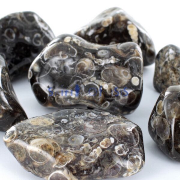 Turitella agate tumblestones